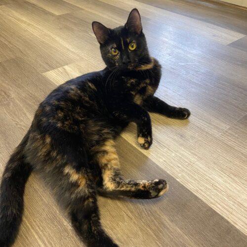 Enlarge Miso, a Adoptable Domestic Short Hair in Grand Junction, CO image 5/5