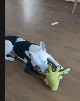 Pongo : the best pup ever