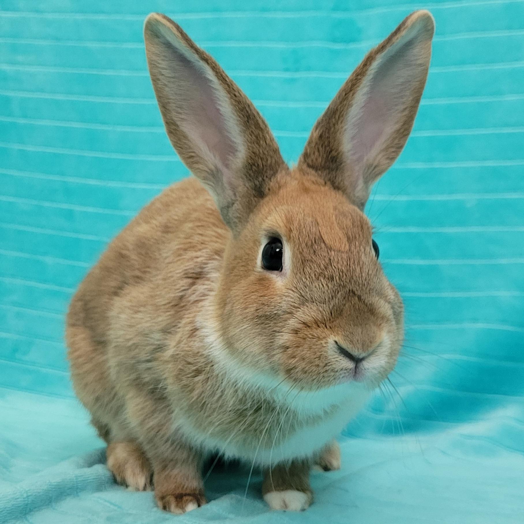 Enlarge Jasper, a Adoptable mixed breed in Pittsburgh, PA image 3/6