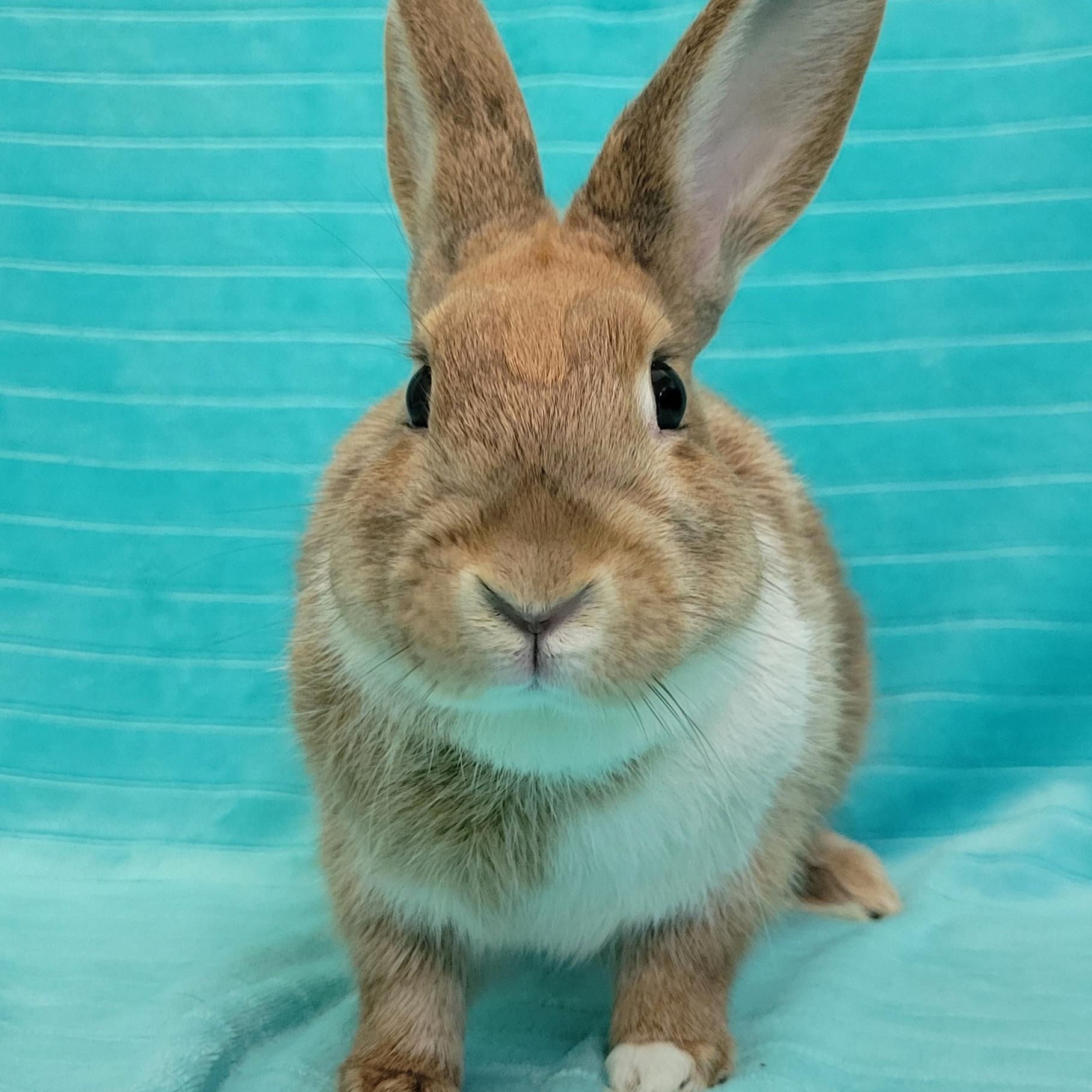 Enlarge Jasper, a Adoptable mixed breed in Pittsburgh, PA image 1/6