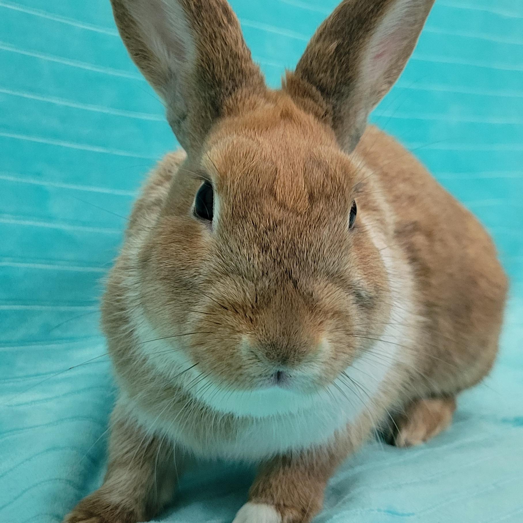 Enlarge Jasper, a Adoptable mixed breed in Pittsburgh, PA image 6/6