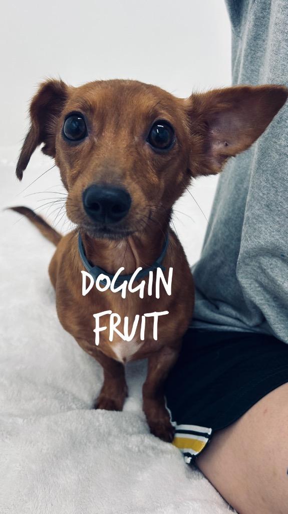Enlarge Doggin Fruit, a Adoptable mixed breed in Jacksonville, IL image 1/1