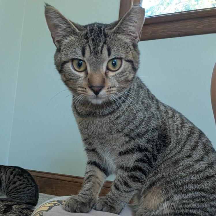 Chicken, Adoptable, Kitten Female Domestic Short Hair.