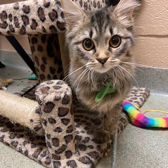 Connie, Adoptable, Young Female Domestic Long Hair.