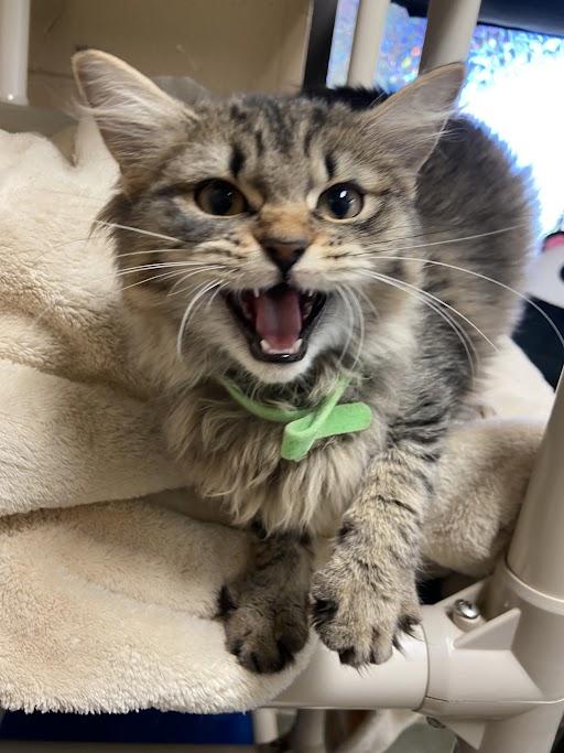 Connie, a Adoptable Domestic Long Hair in Germantown, TN image 2/3