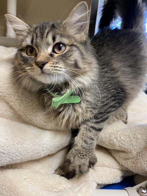 Connie, a Adoptable Domestic Long Hair in Germantown, TN image 3/3