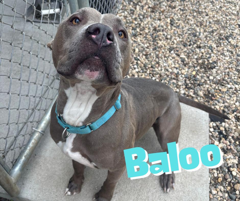 Baloo, ADOPTABLE, Young Male American Staffordshire Terrier.