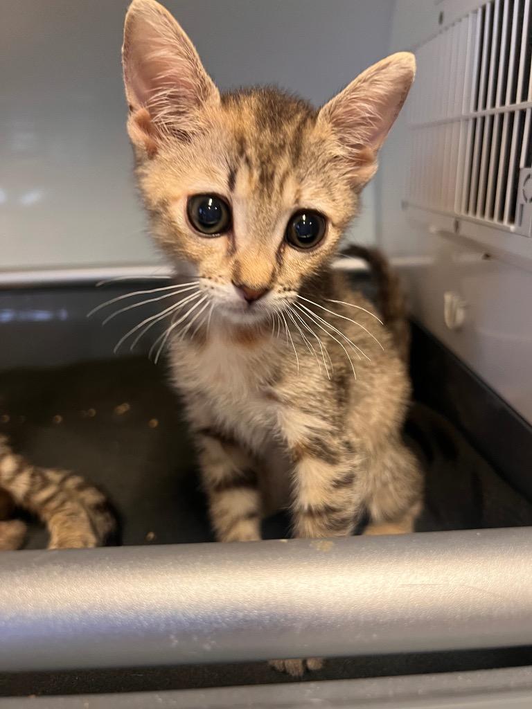 Peep, adopted, Kitten Female Tabby.