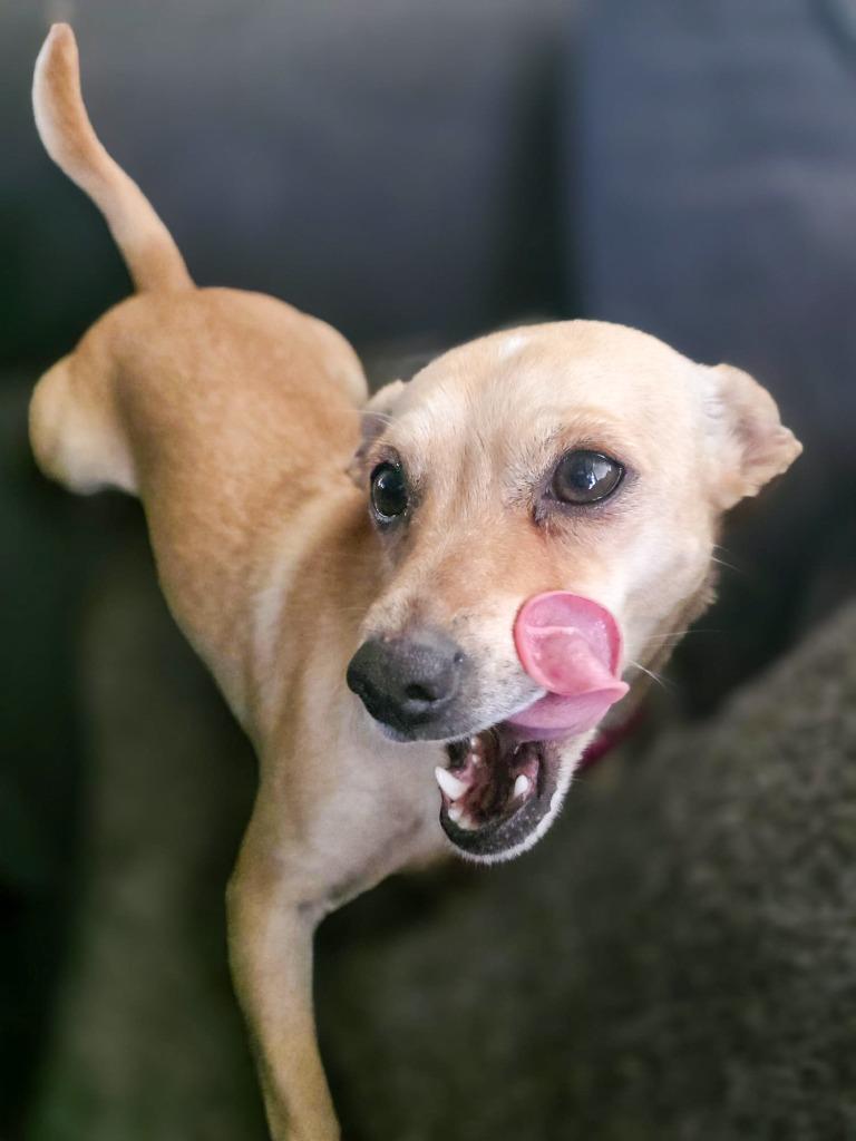 Enlarge Monroe, a Adoptable Rat Terrier in Calgary, AB image 1/6