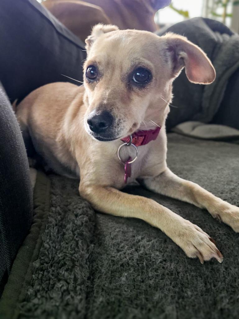 Enlarge Monroe, a Adoptable Rat Terrier in Calgary, AB image 2/6