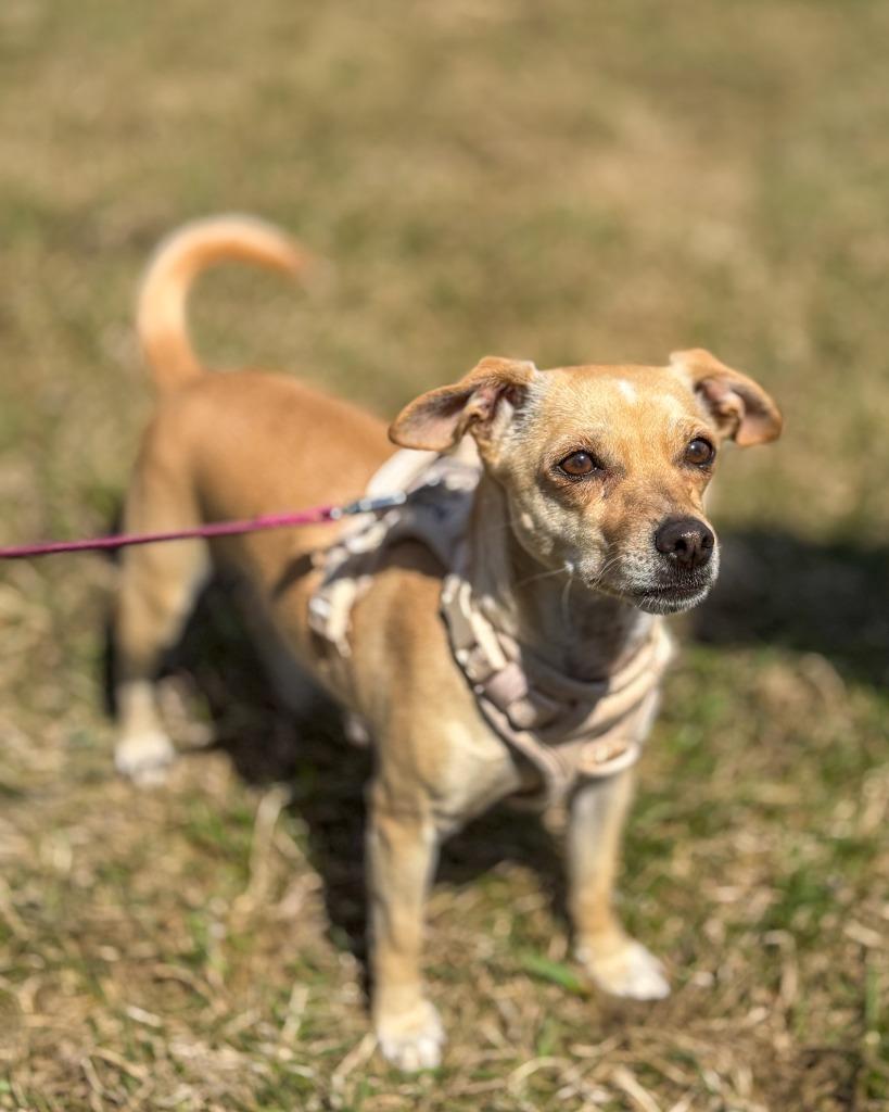 Enlarge Monroe, a Adoptable Rat Terrier in Calgary, AB image 3/6