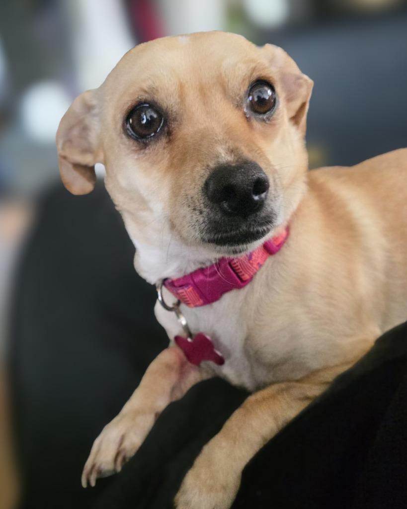 Enlarge Monroe, a Adoptable Rat Terrier in Calgary, AB image 4/6