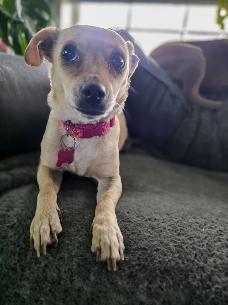 Enlarge Monroe, a Adoptable Rat Terrier in Calgary, AB image 5/6