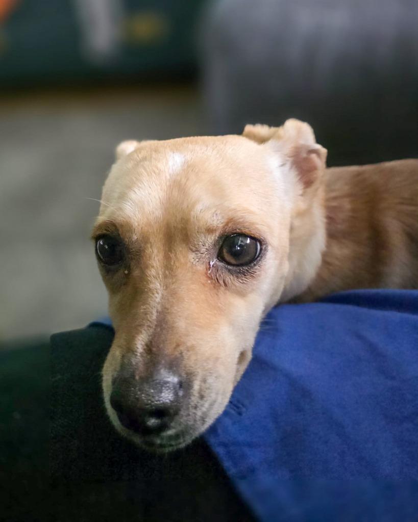 Enlarge Monroe, a Adoptable Rat Terrier in Calgary, AB image 6/6