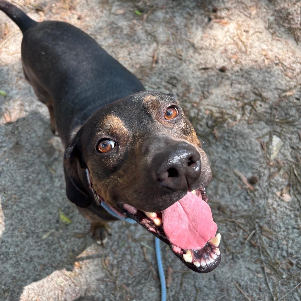 Enlarge Reed, a Adoptable Mixed Breed in Summerville, SC image 1/3
