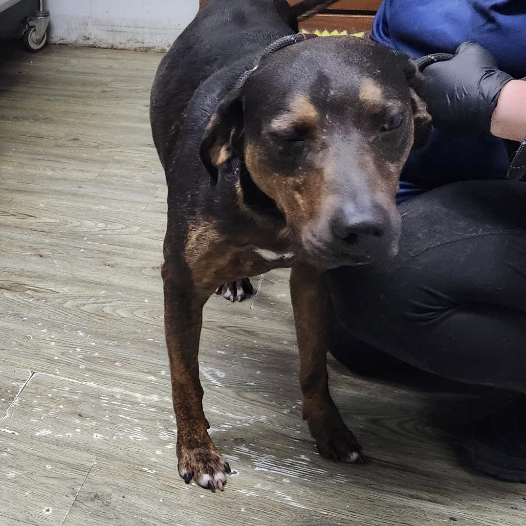 Enlarge Reed, a Adoptable Mixed Breed in Summerville, SC image 2/3