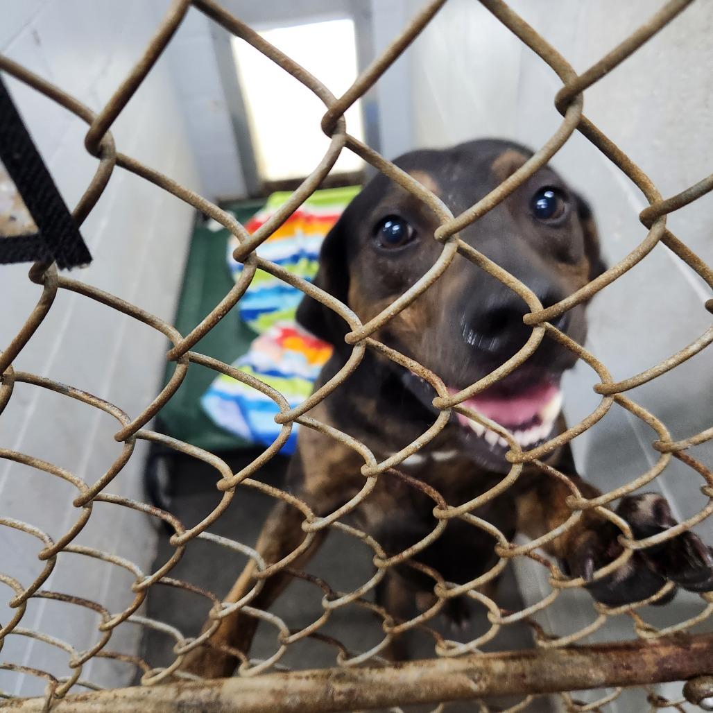 Enlarge Reed, a Adoptable Mixed Breed in Summerville, SC image 3/3