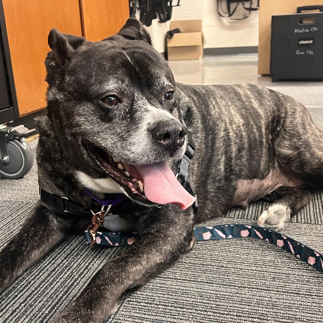 Enlarge Karma, a Adoptable mixed breed in Fort Wayne, IN image 1/6