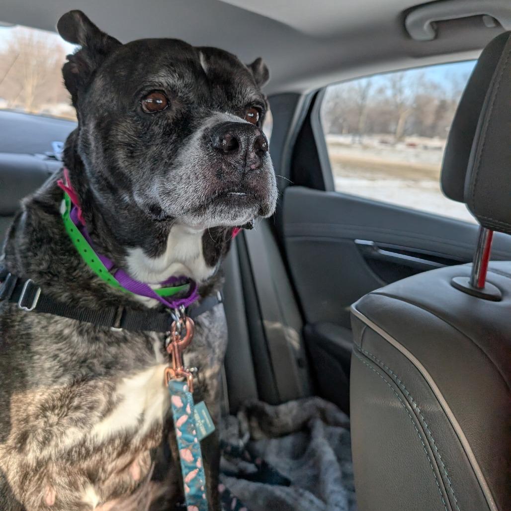 Enlarge Karma, a Adoptable mixed breed in Fort Wayne, IN image 2/6