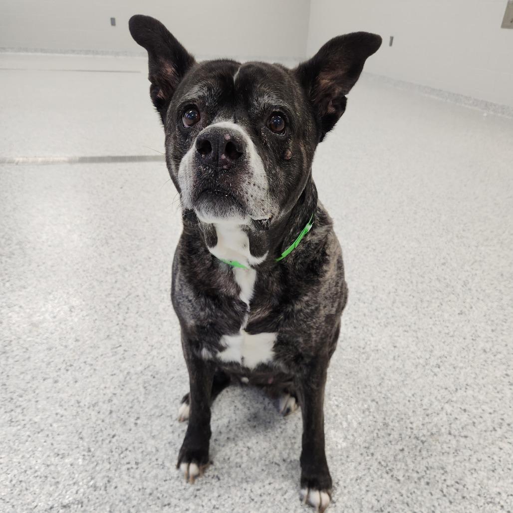 Enlarge Karma, a Adoptable Pit Bull Terrier in Fort Wayne, IN image 1/5