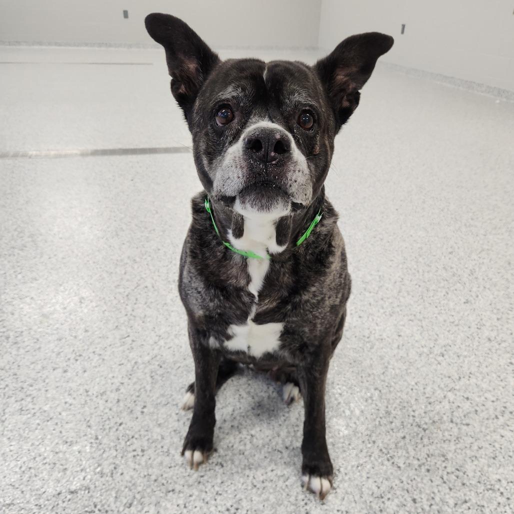 Enlarge Karma, a Adoptable Pit Bull Terrier in Fort Wayne, IN image 2/5