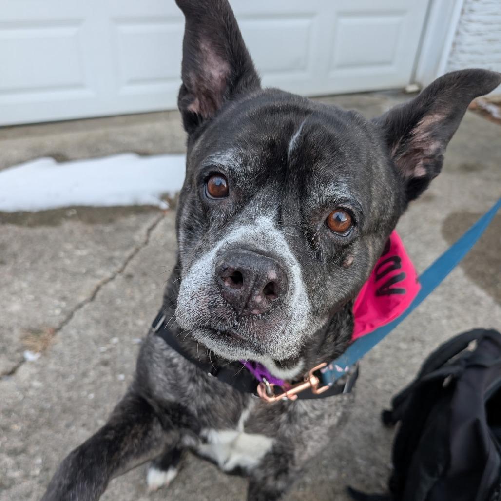 Enlarge Karma, a Adoptable mixed breed in Fort Wayne, IN image 3/6