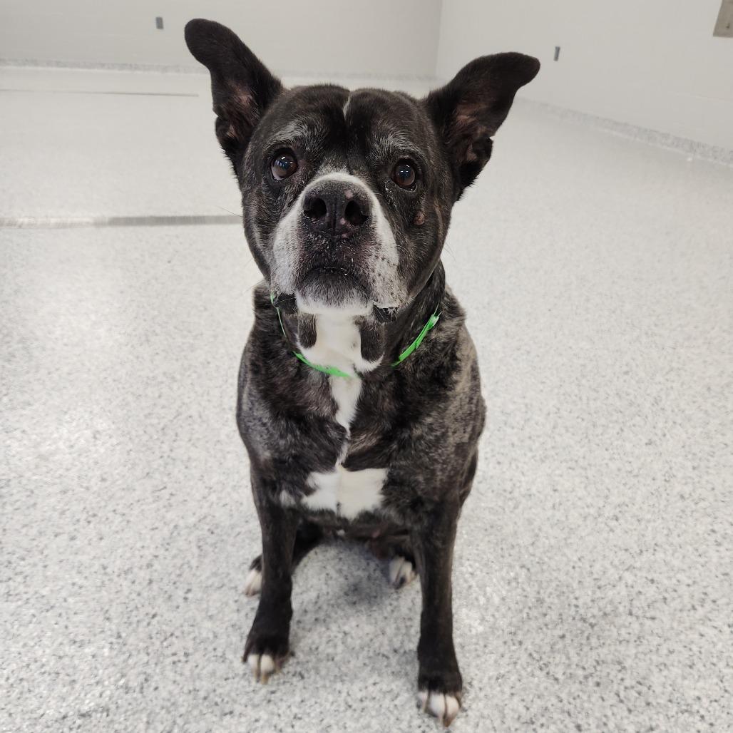 Enlarge Karma, a Adoptable Pit Bull Terrier in Fort Wayne, IN image 3/5