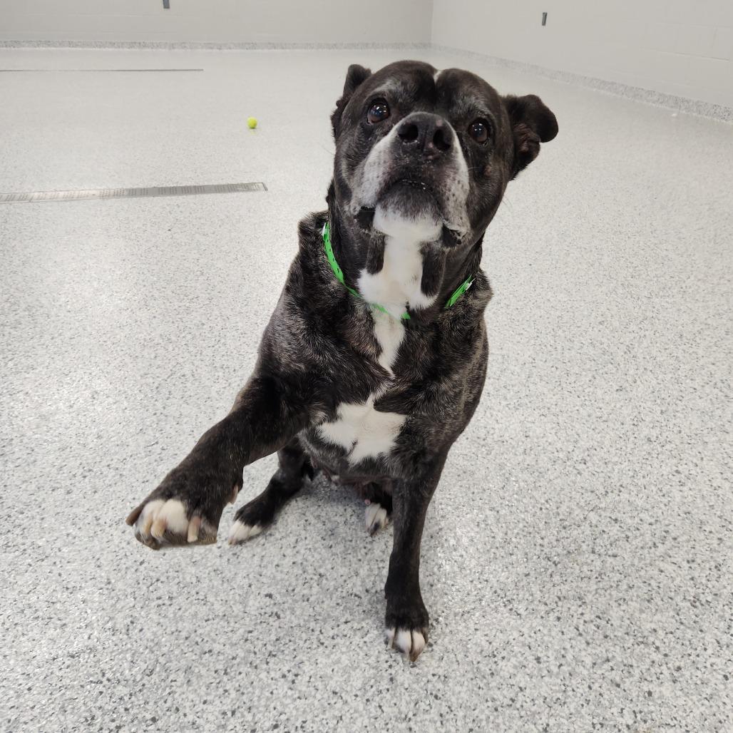 Enlarge Karma, a Adoptable Pit Bull Terrier in Fort Wayne, IN image 5/5