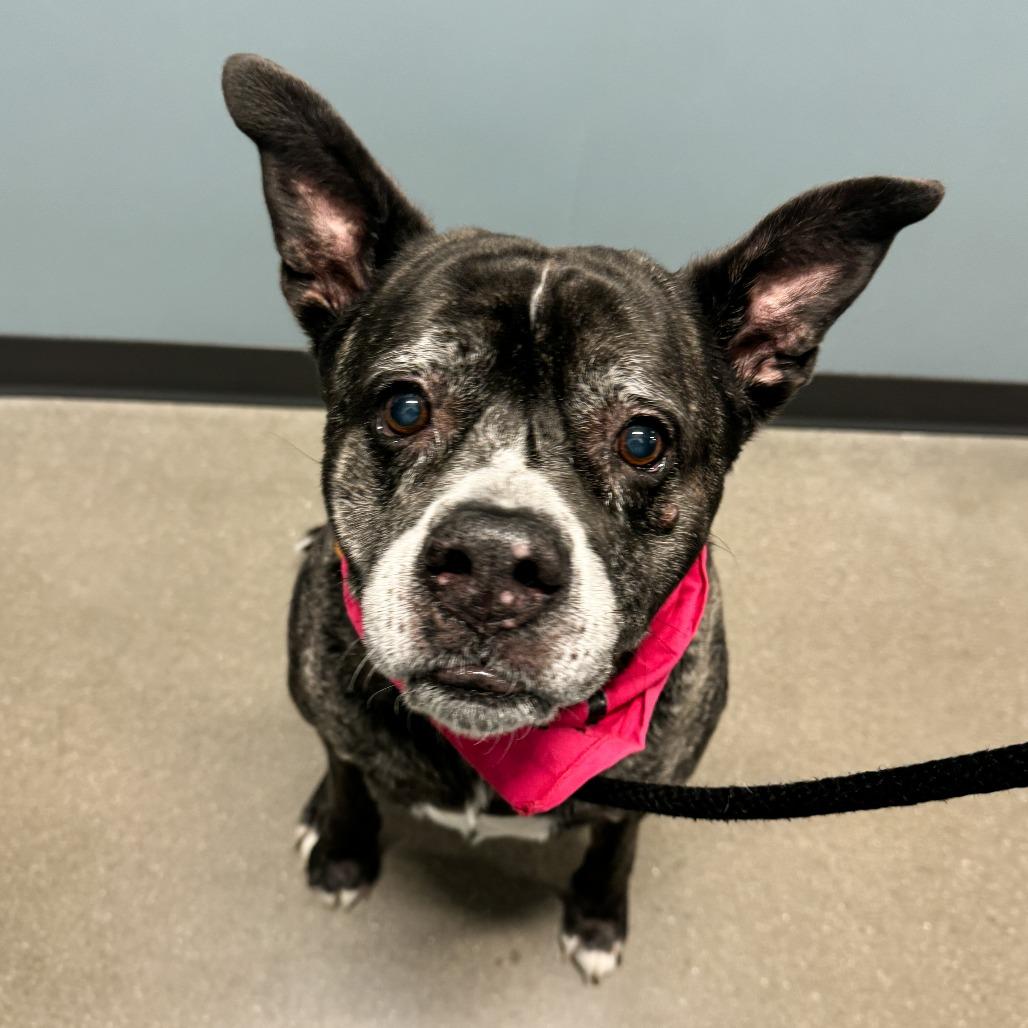 Enlarge Karma, a Adoptable mixed breed in Fort Wayne, IN image 5/6