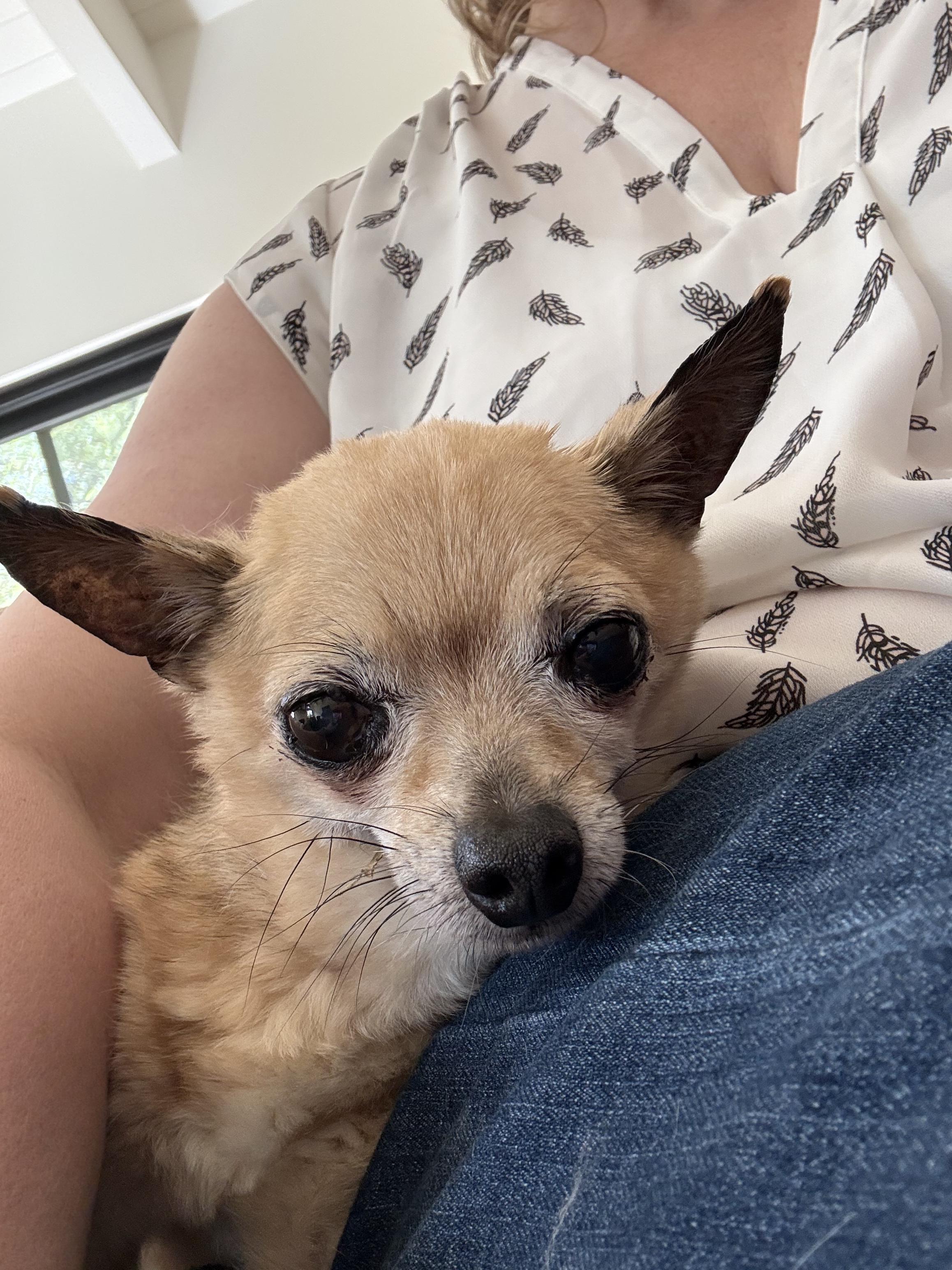 Tyson, ADOPTABLE, Senior Male Chihuahua.