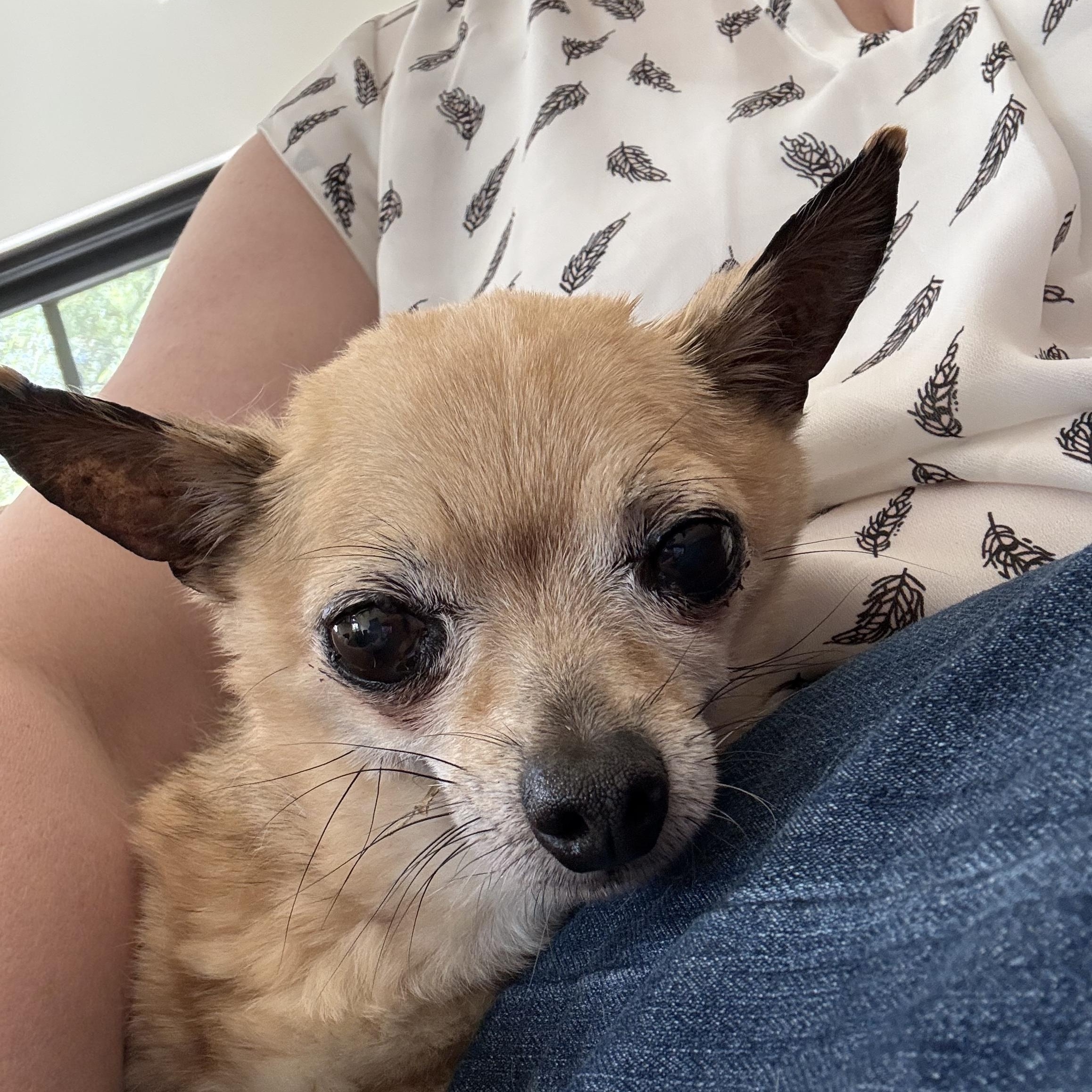 Tyson, a ADOPTABLE Chihuahua in Austin, TX image 1/4