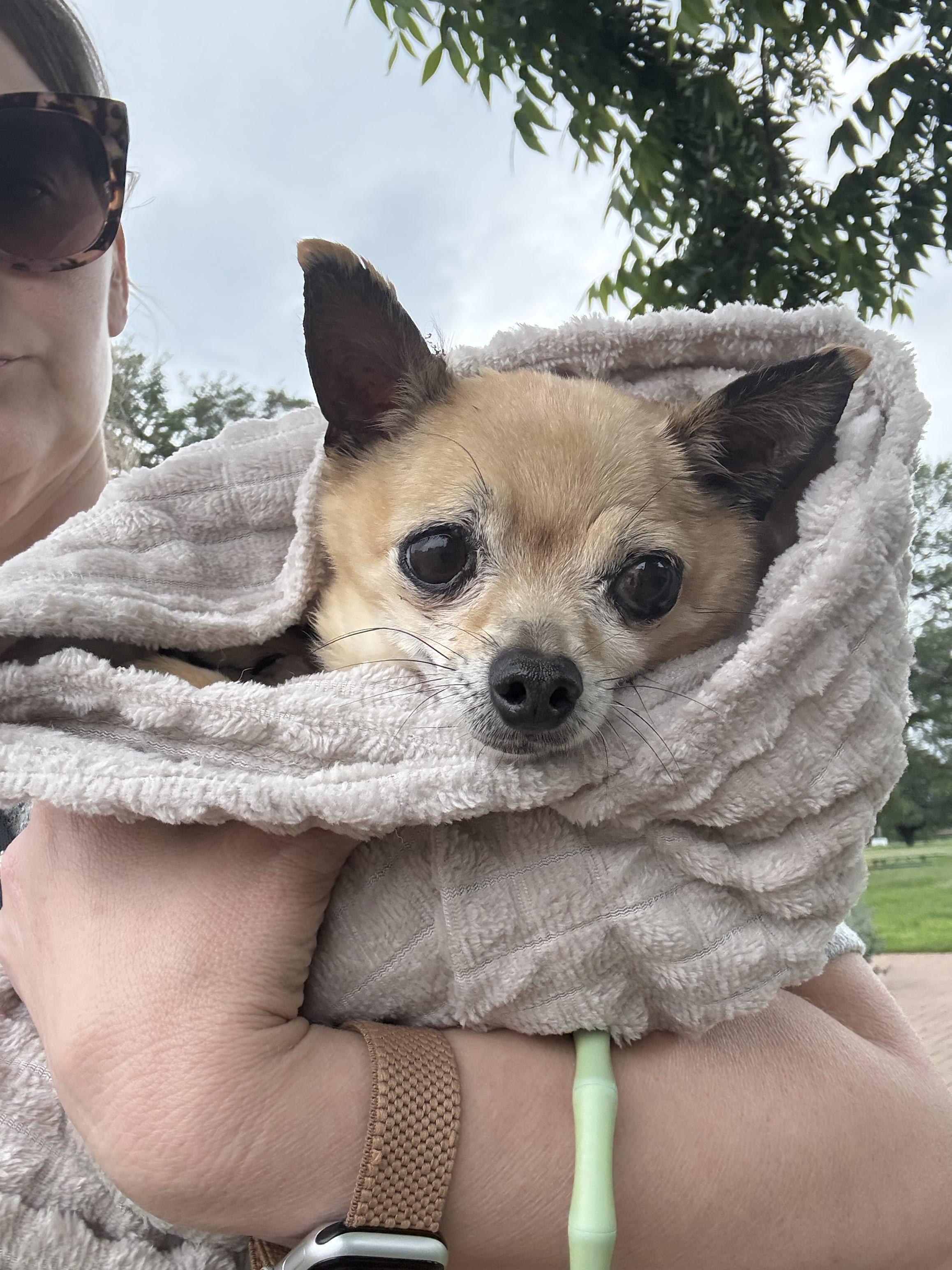 Tyson, a ADOPTABLE Chihuahua in Austin, TX image 2/4