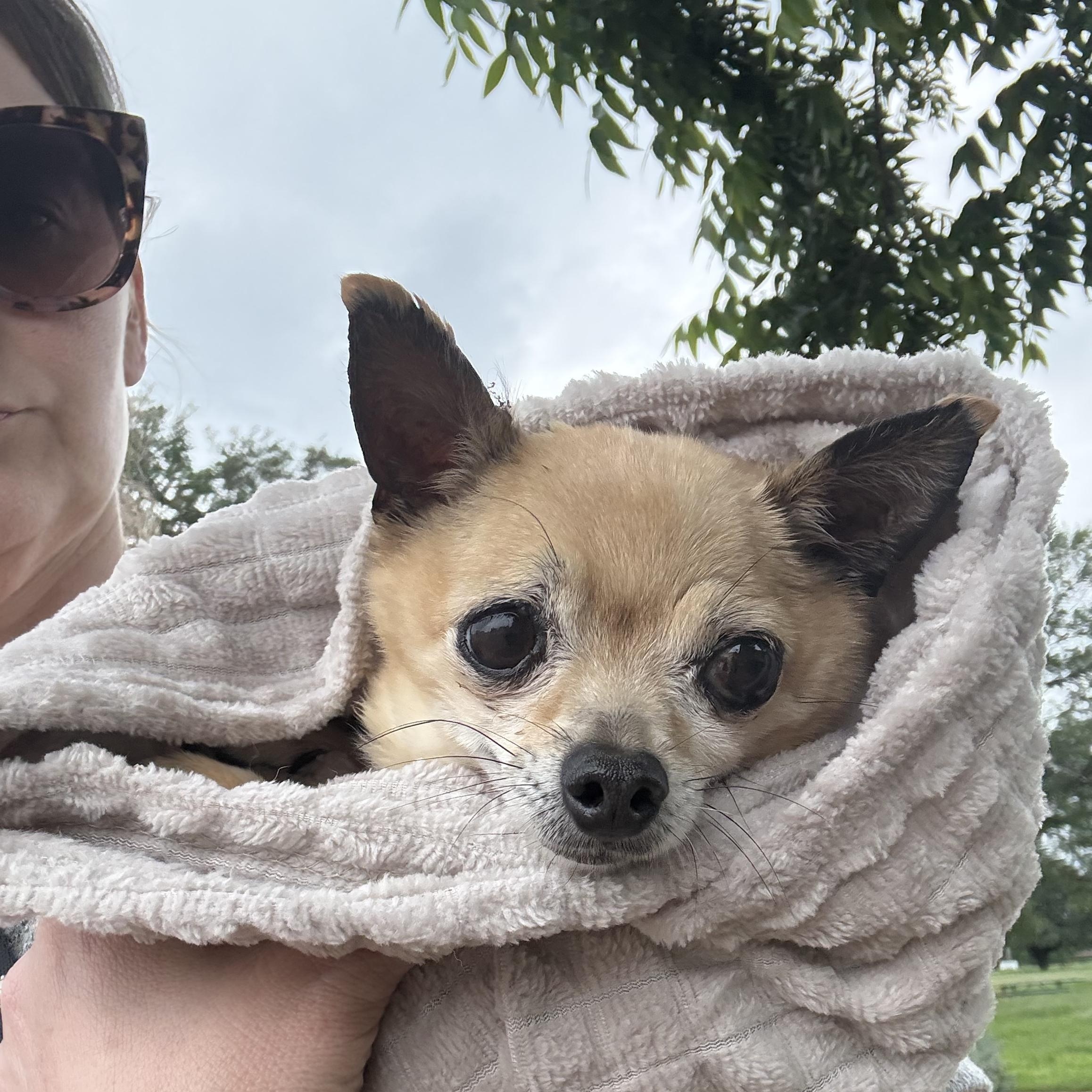 Tyson, a ADOPTABLE Chihuahua in Austin, TX image 2/4
