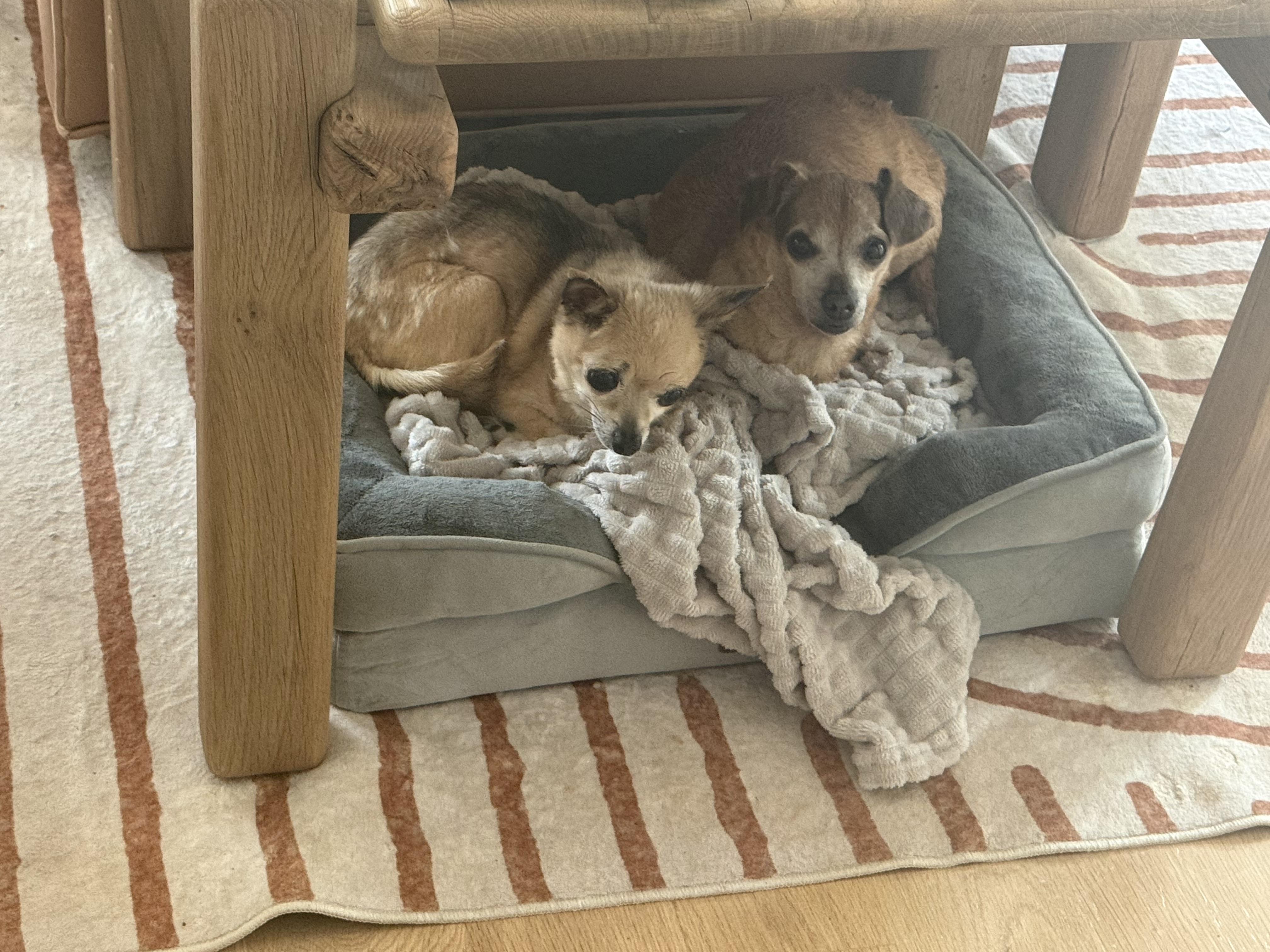 Tyson, a ADOPTABLE Chihuahua in Austin, TX image 3/4