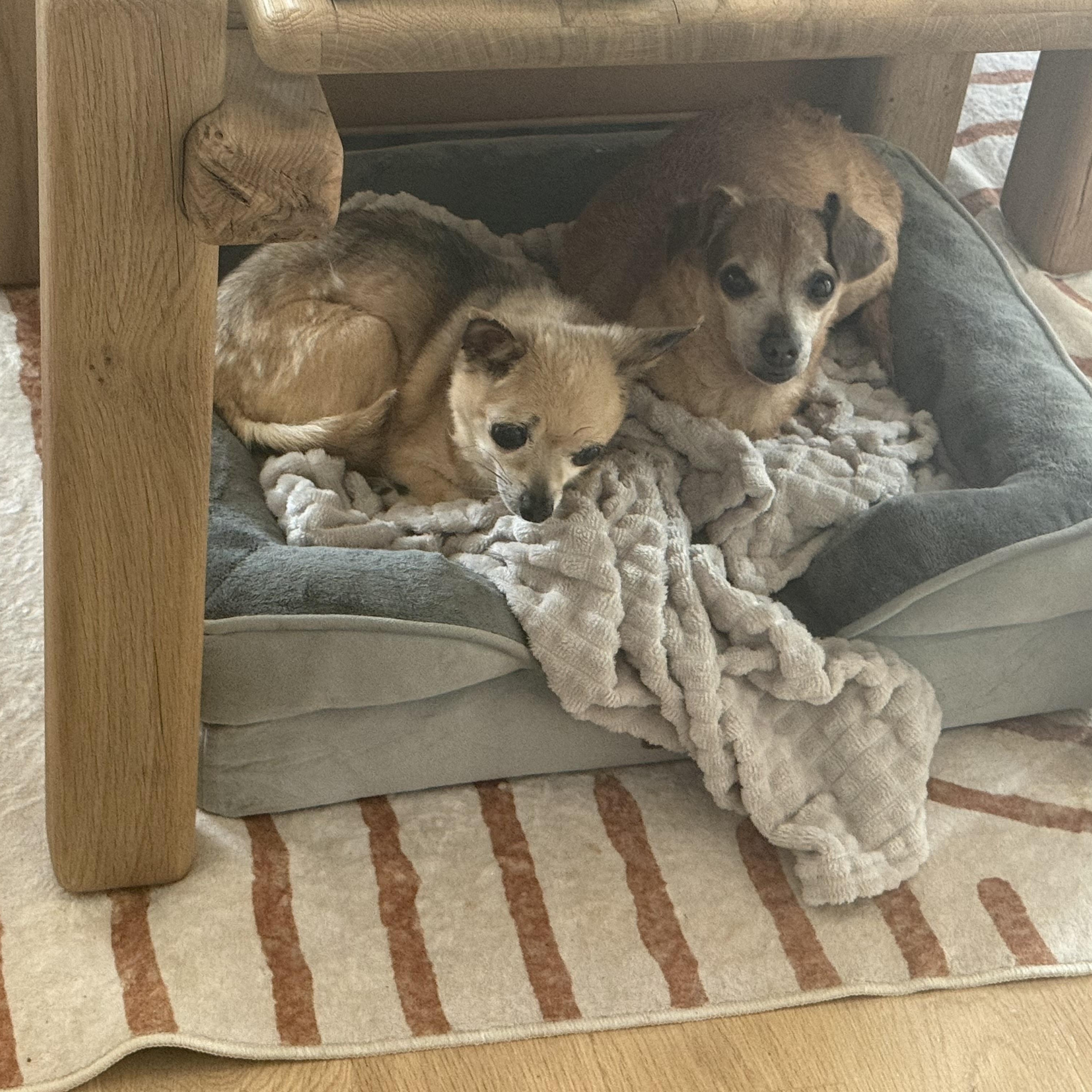 Tyson, a ADOPTABLE Chihuahua in Austin, TX image 3/4