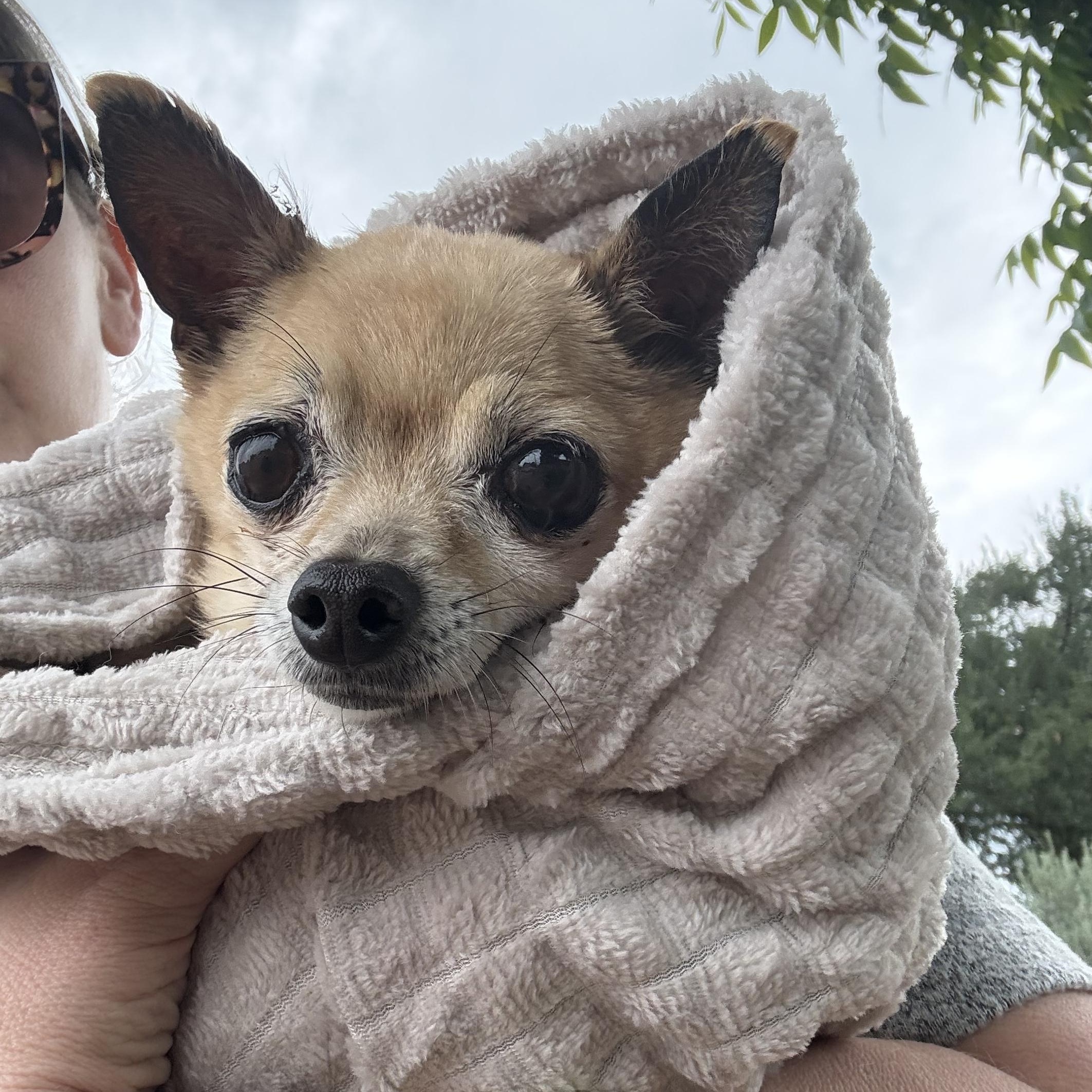 Tyson, a ADOPTABLE Chihuahua in Austin, TX image 4/4