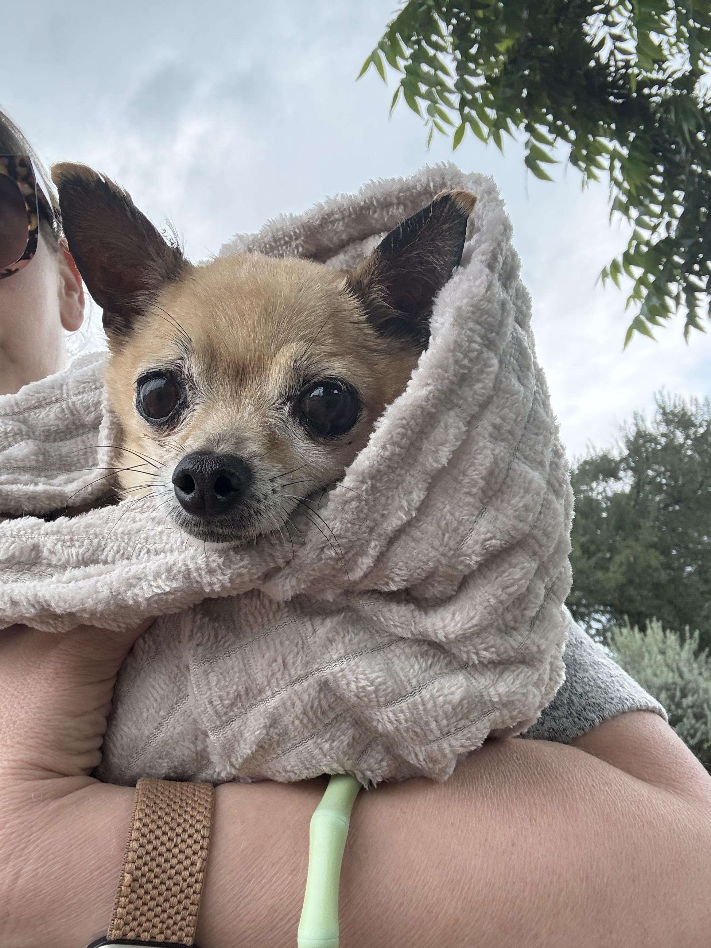 Tyson, a ADOPTABLE Chihuahua in Austin, TX image 4/4