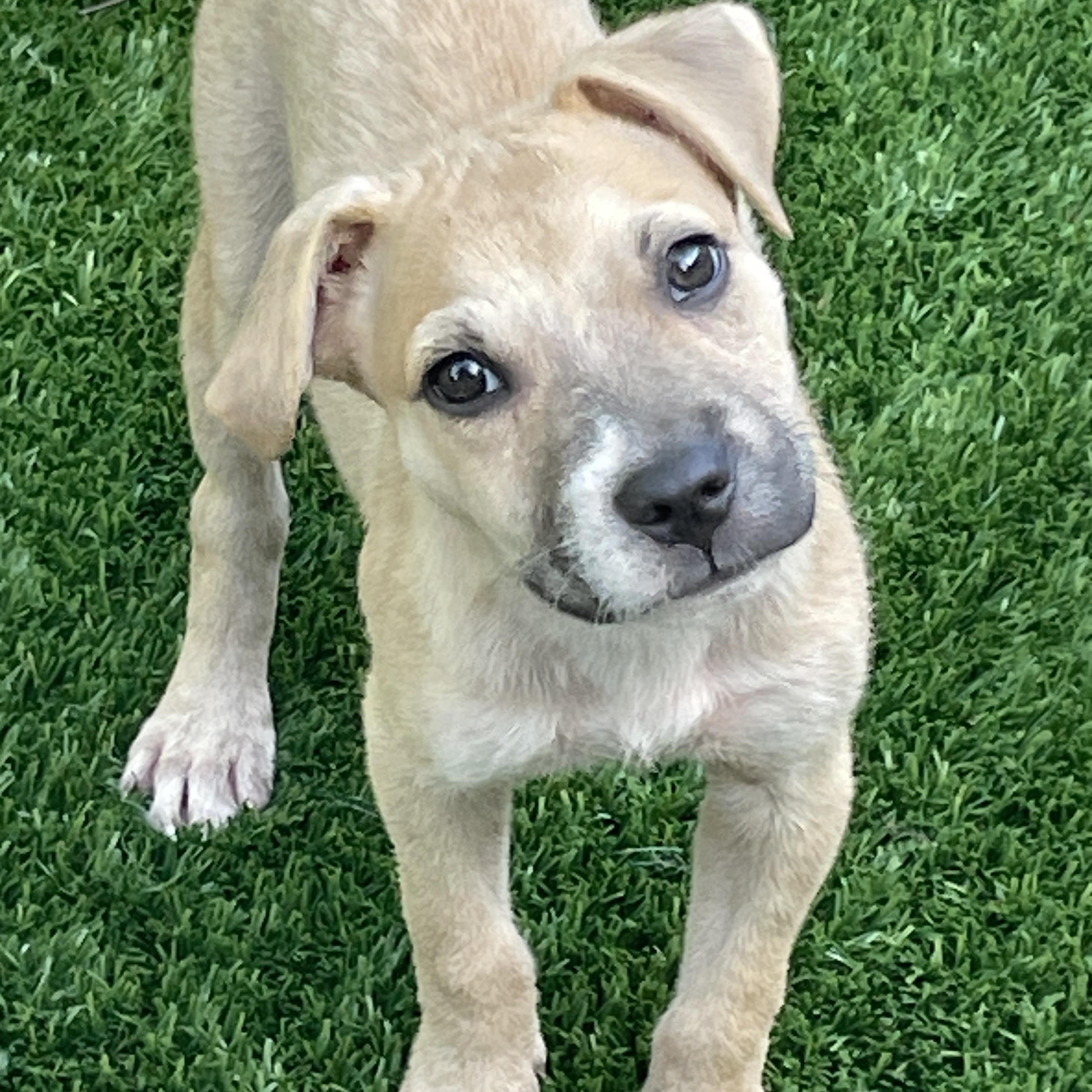 Colt, a Adoptable mixed breed in Sarasota, FL image 1/4