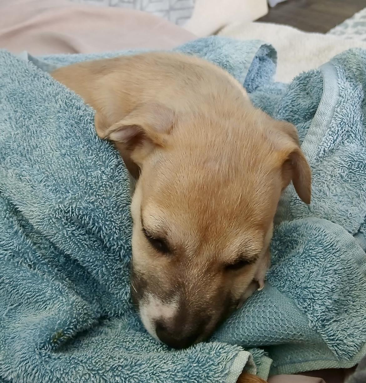 Colt, a Adoptable mixed breed in Sarasota, FL image 2/4