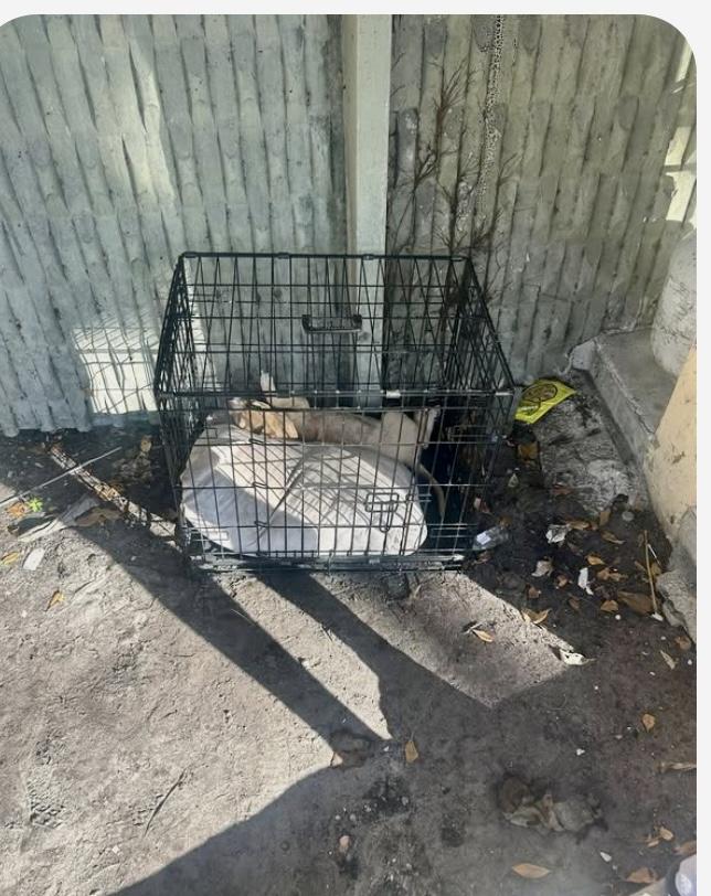 Colt, a Adoptable mixed breed in Sarasota, FL image 3/4