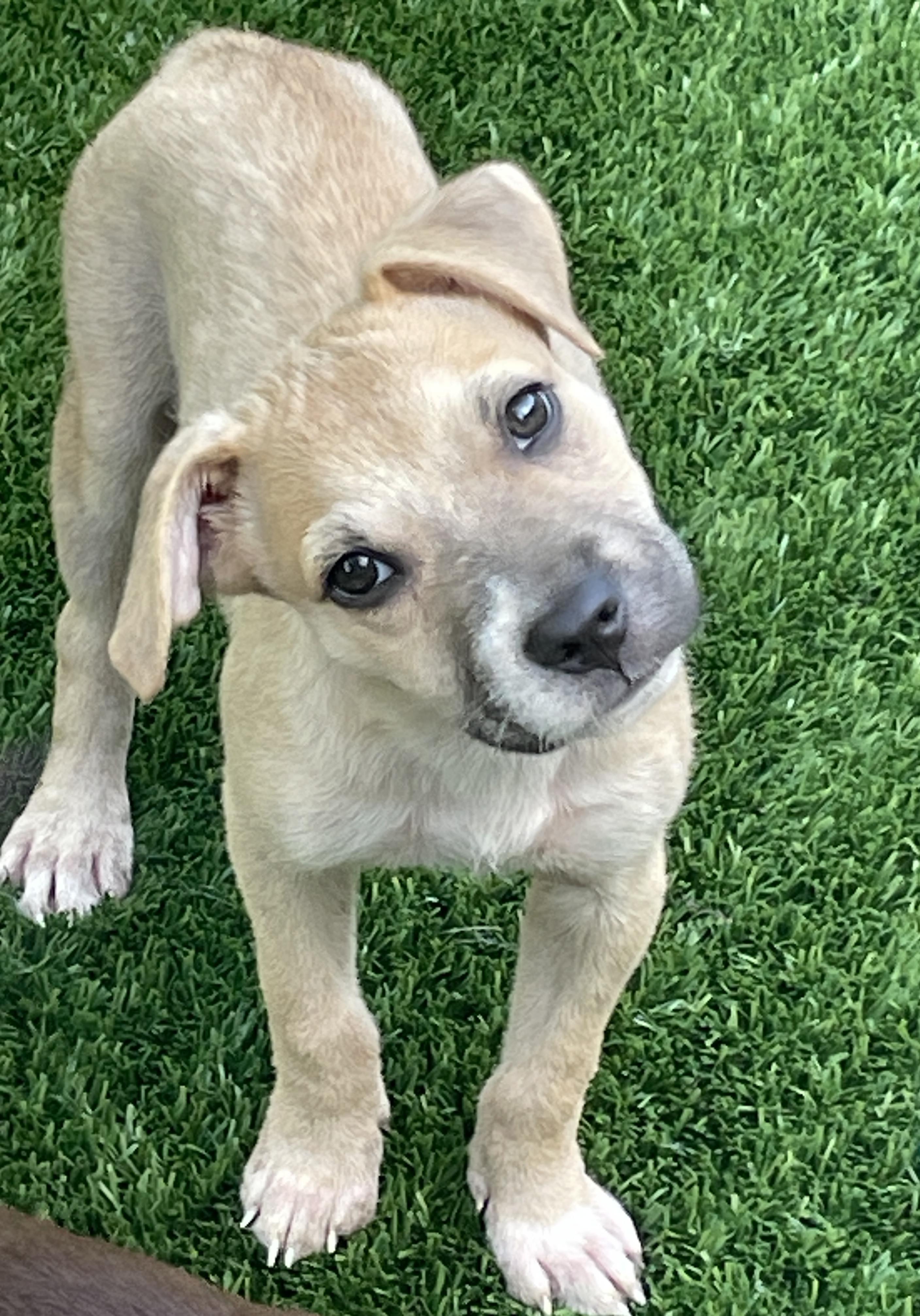 Colt, a Adoptable mixed breed in Sarasota, FL image 4/4