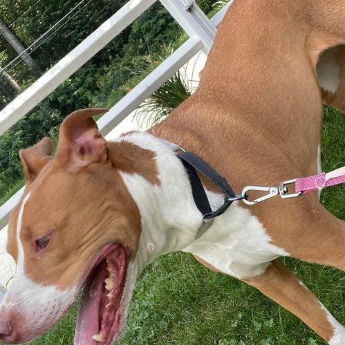 Kona, Adoptable, Senior Female American Staffordshire Terrier.