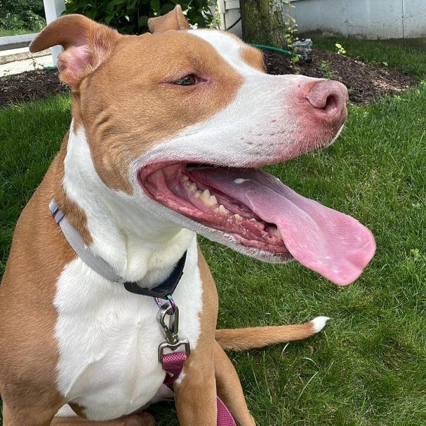 Kona, a Adoptable American Staffordshire Terrier in Milford, CT image 2/8