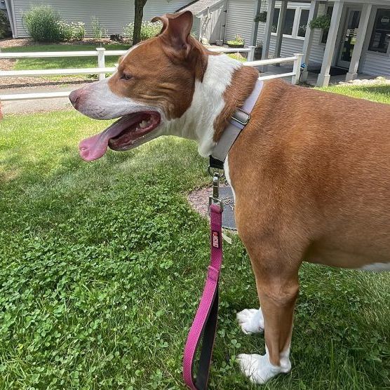 Kona, a Adoptable American Staffordshire Terrier in Milford, CT image 3/8