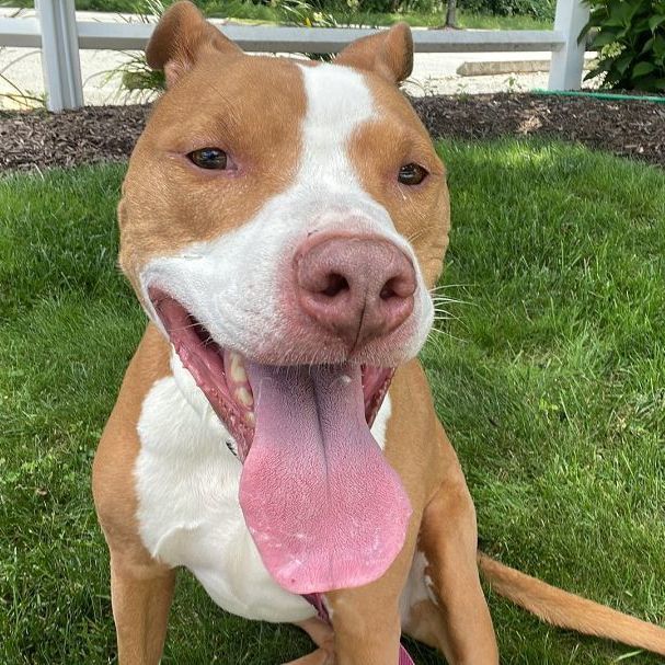 Kona, a Adoptable American Staffordshire Terrier in Milford, CT image 4/8