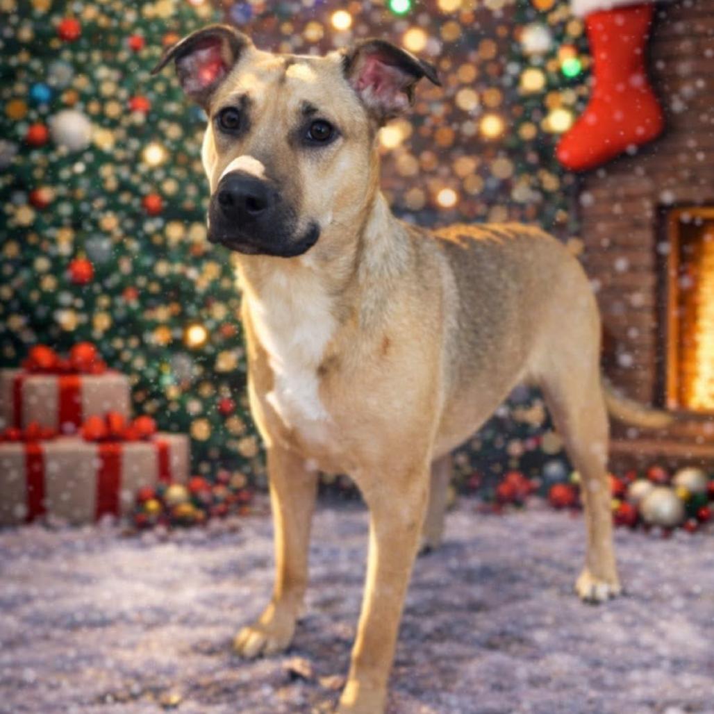 Enlarge Olga, a Adoptable Mixed Breed in Rocky Mount, VA image 1/6