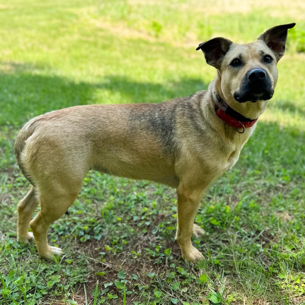 Enlarge Olga, a Adoptable Mixed Breed in Rocky Mount, VA image 2/6