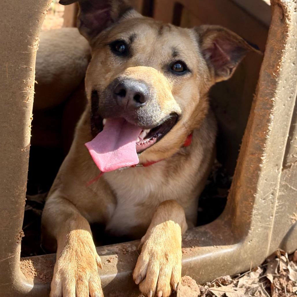 Enlarge Olga, a Adoptable Mixed Breed in Rocky Mount, VA image 2/6