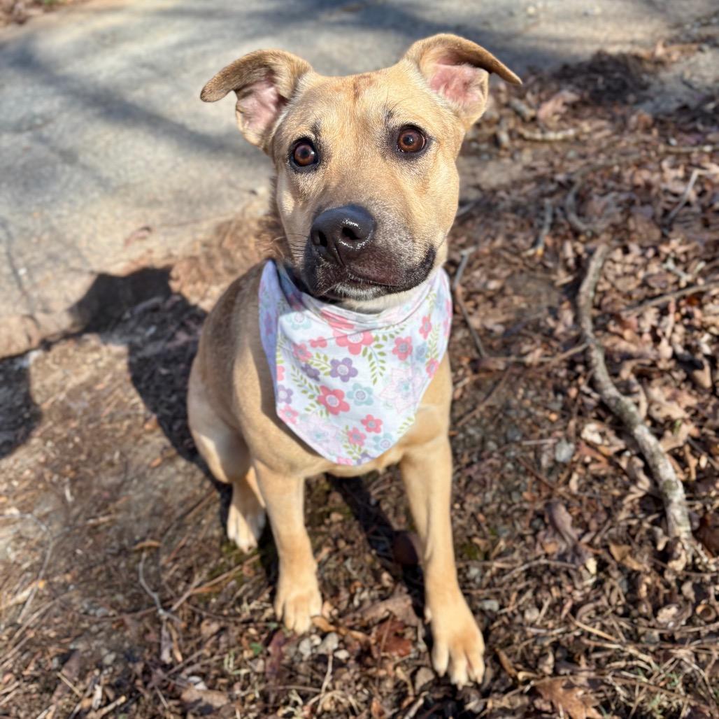 Enlarge Olga, a Adoptable Mixed Breed in Rocky Mount, VA image 3/6
