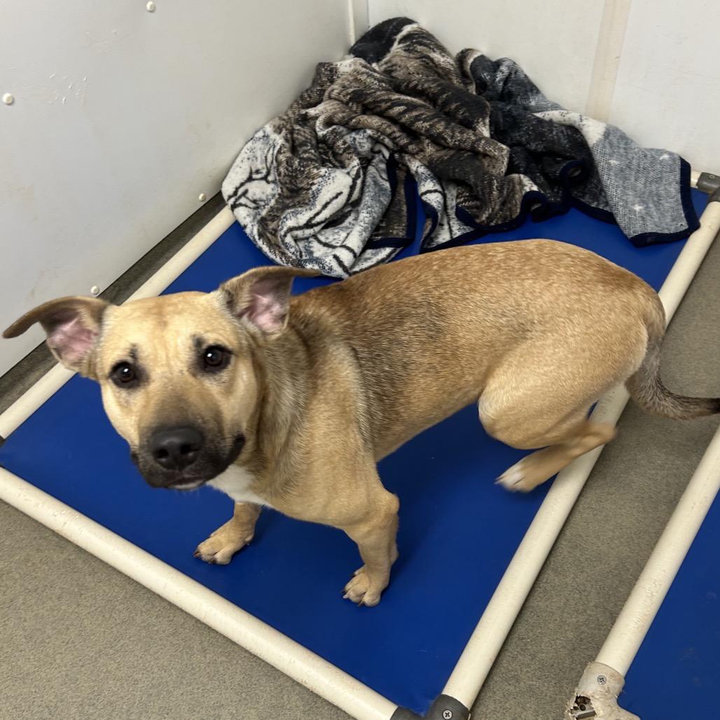 Enlarge Olga, a Adoptable Mixed Breed in Rocky Mount, VA image 4/6